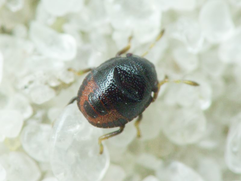 Pentatomidae Leach, 1815